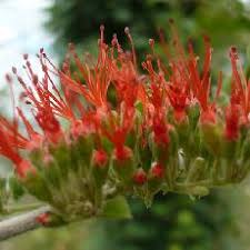Image result for Combretum microphyllum