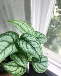 Monstera Siltepecana Plants Porch Plants Tropical Plants