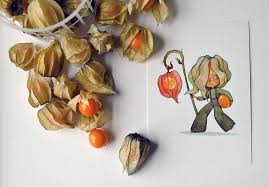 A Sneaky Physalis Fruit Painting Fruit Art Art