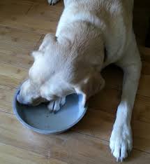 There is a growing list of online resources for pet sitters, often at reasonable cost and with the option of caring for your pet in their home or your own home. Bakersfield Pet Food Pantry Reviews And Ratings Bakersfield Ca Donate Volunteer Review Greatnonprofits