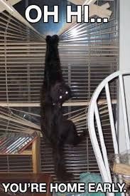 Cats and blinds do not get along. Munster Blinds Curtains Need Cat Proof Blinds Facebook