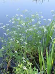 Image result for Oenanthe mildbraedii