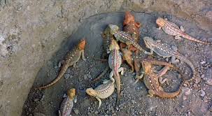 Yellow Spotted Lizard Holes Wiki Fandom In 2020 Lizard Habitat Lizard Habitats