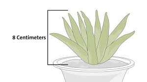 Sansivera dengan harga jutaan bermodalkan daun. 3 Cara Untuk Menanam Lidah Buaya Dari Daunnya Wikihow