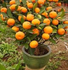 Why not have a little fun and see if you can sprout them. 10 Mandarin Orange Tree Seeds Citrus Reticulata Blanco Ornamental Indoor Outdoor Fruit Tree Tree Seeds Home Garden Plants Fruit Seeds