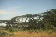 Image result for Acacia abyssinica