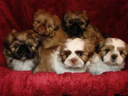 Our f1 hybrid puppies are an exciting combination of our outstanding akc purebreds with accenting. Welcome To Elegant Shih Tzu Home