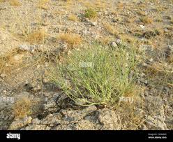 Image result for Euphorbia glanduligera