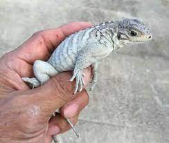 Rhino Iguana For Sale Pet Lizards Iguana For Sale Baby Iguana