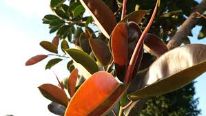 Image result for ficus elastica flower