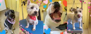 We did not find results for: Doggos Doggy Day Spa Home Facebook