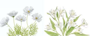 Arbuste fleur blanche arbuste fleuri fleurs odorantes fleurs simples massif fleurs fleurs blanches planter des fleurs potager hors sol hortensias. Fleurs Blanches La Liste Des 30 Plus Belles Varietes De Fleurs Blanches