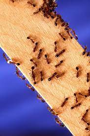 Termites have straight, beaded antennae, where ants have antennae with elbows and jointed bends. What Can Ants Bite And Chew Through School Of Bugs