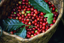 The uganda coffee development authority is a government agency mandated to promote and oversee the coffee industry by supporting research,. Uganda Coffee Industry Uganda Coffee Federation