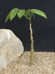 Image result for Cyphostemma quinatum