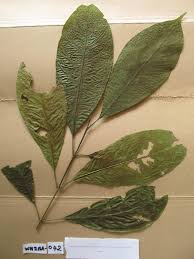 Image result for Corynanthe