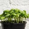 A comprehensive guide to growing vegetables and flowers from seed. Https Encrypted Tbn0 Gstatic Com Images Q Tbn And9gcrlnp2bxva6wjsih5qzts Uscskhxjfut4rg2zbij F 6oeczaa Usqp Cau