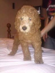 She is available for deposit along with 3. Ckc Standard Poodle Puppies Ready To Go 2 Left For Sale In Danville Virginia Classified Americanlisted Com