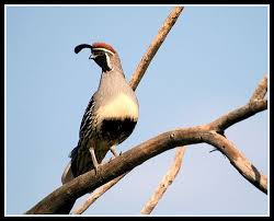 Birds That Start With The Letter Q 10 Elite Animals Whose Names Begin With The Letter Q Animals Elite Cats