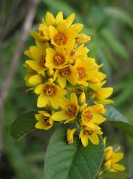 As you see they are really very yellow. Lysimachia Vulgaris Wikipedia