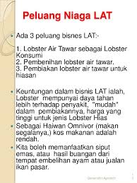 Harga udang galah untuk konsumsi taun 2019 adalah rp 85.000 sampai rp 120.000 per kg. Cara Ternak Udang Kara Lobster Air Tawar Lat Di 017 2839861 Lobster Pedas Lumut