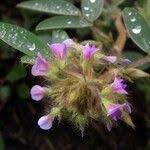 Image result for Grona barbata