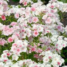 Phlox Blushing Bride Phlox Flowers Flower Seeds Wholesale Flowers