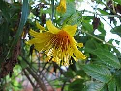Image result for Bidens ruyigiensis