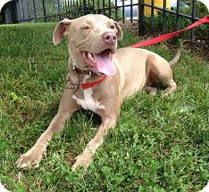 However, free labrador dogs and puppies are a rarity as rescues usually charge a small adoption fee to cover their expenses. Richmond Va Weimaraner Meet Bella A Pet For Adoption