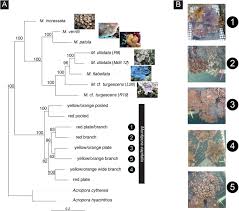 The exchange rate had fallen to its lowest value. Rare Coral Under The Genomic Microscope Timing And Relationships Among Hawaiian Montipora Bmc Ecology And Evolution Full Text