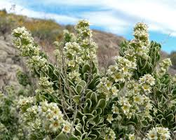 Image result for Cyphia mazoensis