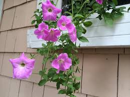 Image result for Petunia axillaris
