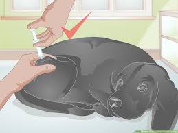 You're smart to look for information! How To Treat A Broken Tooth In Dogs 10 Steps With Pictures