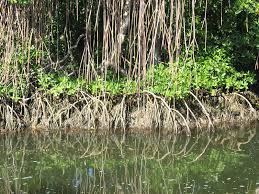 Image result for Rhizophora