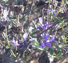 Plants prefer dry summers, good drainage, and full sun, with a relatively short life *allen chickering', 'aromas', 'pozo blue', 'santa cruz dark', and 'whirly blue' are hybrids with similar appearance. A Salvo Of Salvia California Native Plant Society San Diego Chapter