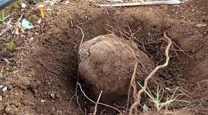 Man Finds Australia S Largest Ever Black Truffle Truffles Black Truffle Stuffed Mushrooms