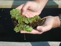 Salvinia weevil has been used for salvinia management in many countries. How To Control Giant Salvinia Aquaplant Management Of Pond Plants Algae