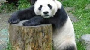 Daca va doriti foarte mult aceasta planta i n deşi există legi aspre care condamnă vânatul acestor animale, această acţiune încă are loc, lucru ce face aproape imposibilă perpetuarea speciei. S O S Din Salbaticie Animale Pe Cale De Disparitie Galerie Foto Mobile