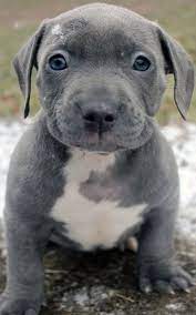 Pitbull Puppies For Sale Near Me Puppies Near Me Blue Nose Pitbull Puppies Pitbull Puppies For Sale Pitbull Puppies