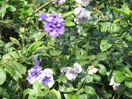 Image result for Brunfelsia pauciflora