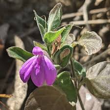 Image result for Justicia capensis