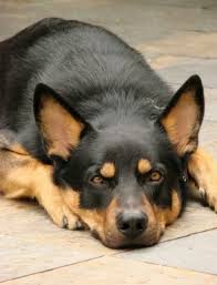 The idea of getting a german shepherd rottweiler mix does always cross peoples' minds as the ideal hybrid for a family dog. German Shepherd Rottweiler Mix The Complete Guide My Dog S Name