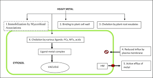 Check spelling or type a new query. Heavy Metal Detoxification And Tolerance Mechanisms In Plants Implications For Phytoremediation