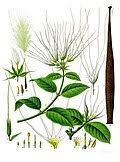 Image result for Strophanthus bequaertii