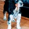 English springer spaniels are obedient, friendly, and sociable. Https Encrypted Tbn0 Gstatic Com Images Q Tbn And9gctajfsj1vbjvsfl8sxhqsknx8ygew1smpp7nwciodf6toi4ilwt Usqp Cau