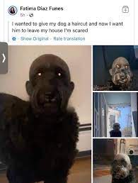 Shaved Dog Head Gives Me The Creeps Meme Pic Gif Video Updated April 16 2022
