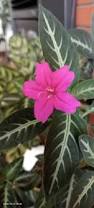 Image result for Ruellia makoyana