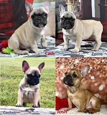 Beautiful Fawn With Black Mask French Bulldog Puppies Ready For Forever Homes These Frenchies Are Akc Ch Bulldog Puppies French Bulldog French Bulldog Puppies