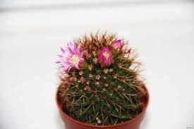 The stem is quite tidy in youth and tends to recline as it elongates giving the old plant a characteristic sprawling habit. Mammillaria Kaktusunun Evde Ve Acik Alanda Bakimi Hakkinda Bilmeniz Gereken Her Sey Saksi Cicekleri Ve Bitkileri 2021