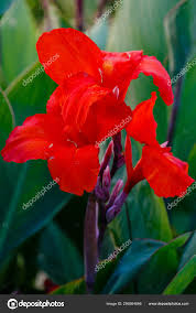 Image result for Liliaceae